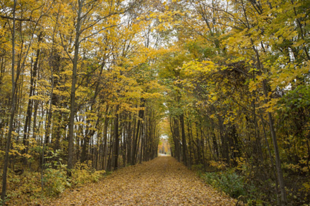 Charm of Pure Michigan Cottages